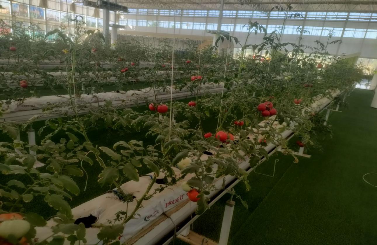 MGɫƼ(chung)¡l(f)չ