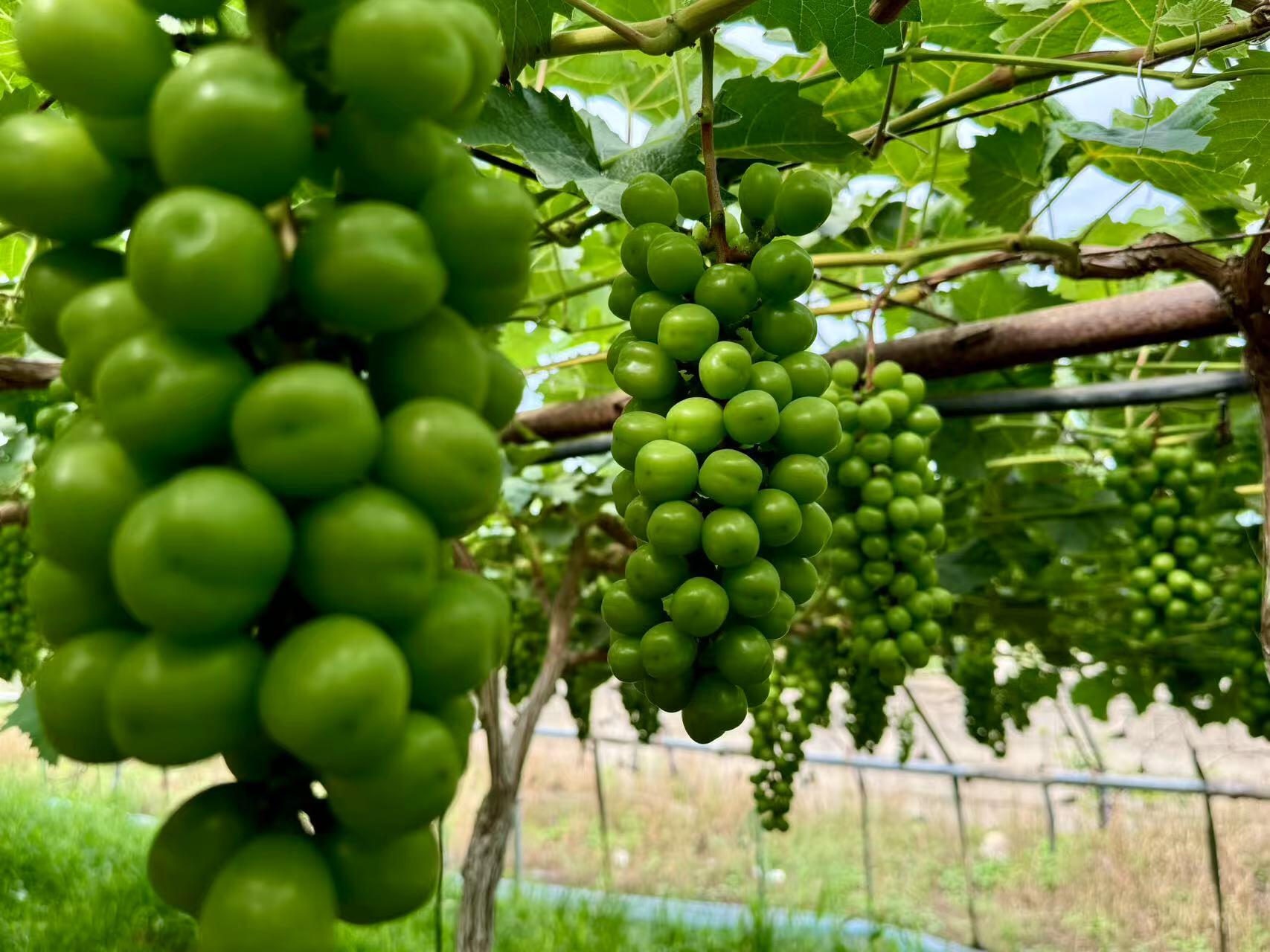 ˇİrd`꠸_зsf_չ{л