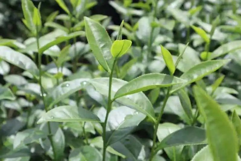 V|ƼW(xu)ԺtGLͻ(du)حtGɽ ഺI(xin)L{(ln)D