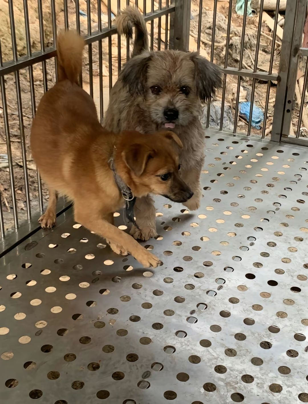 ɫʣ׌۲ˡ`P˄﹫ӿY