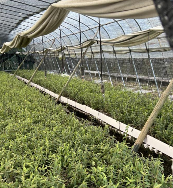 ǆδʯaIܻ{нGɫƼIL