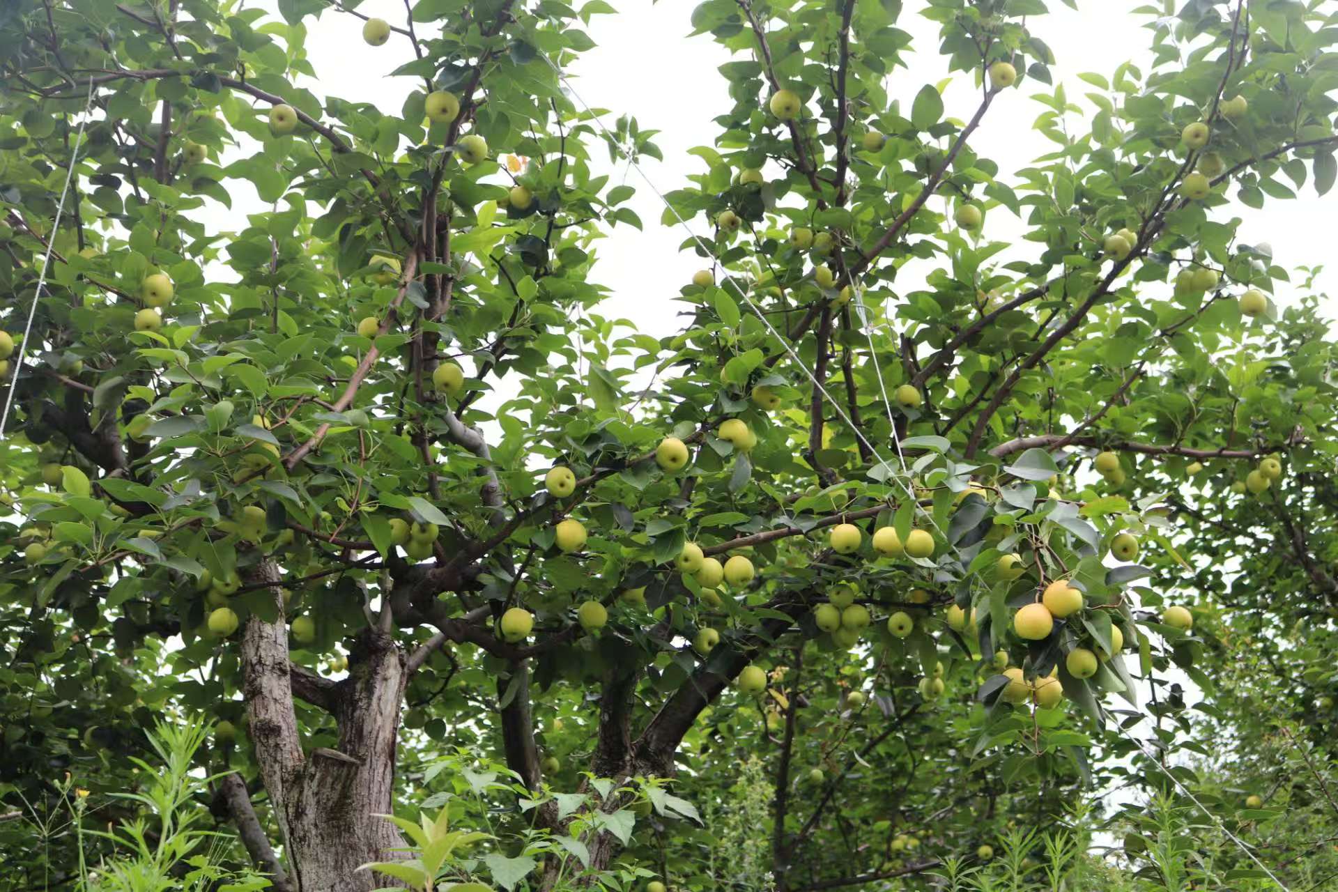 ̫(yng)ѩ(j)r(nng)ں䁾͹·