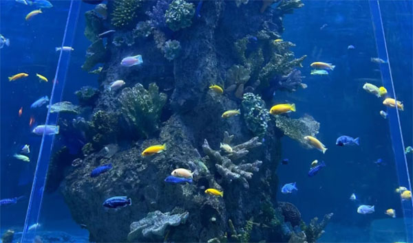 KƼW{WԺ_չ̽桱깲󏊇