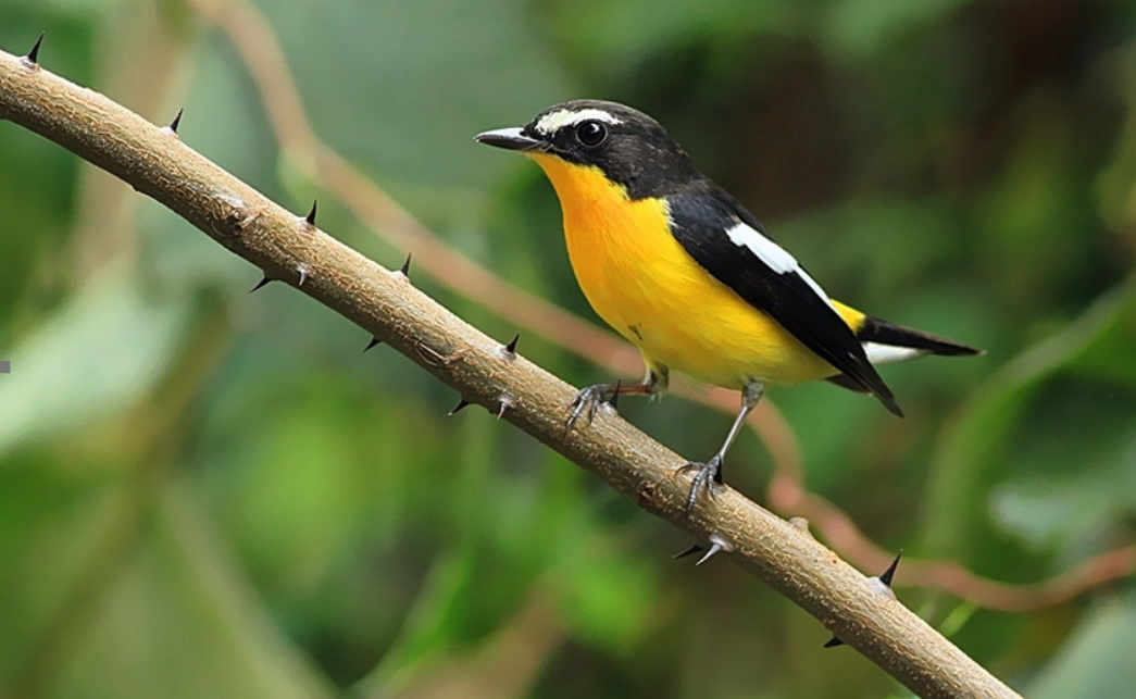 ϺWӽM꠸֡}_չBo` ˽Bh·