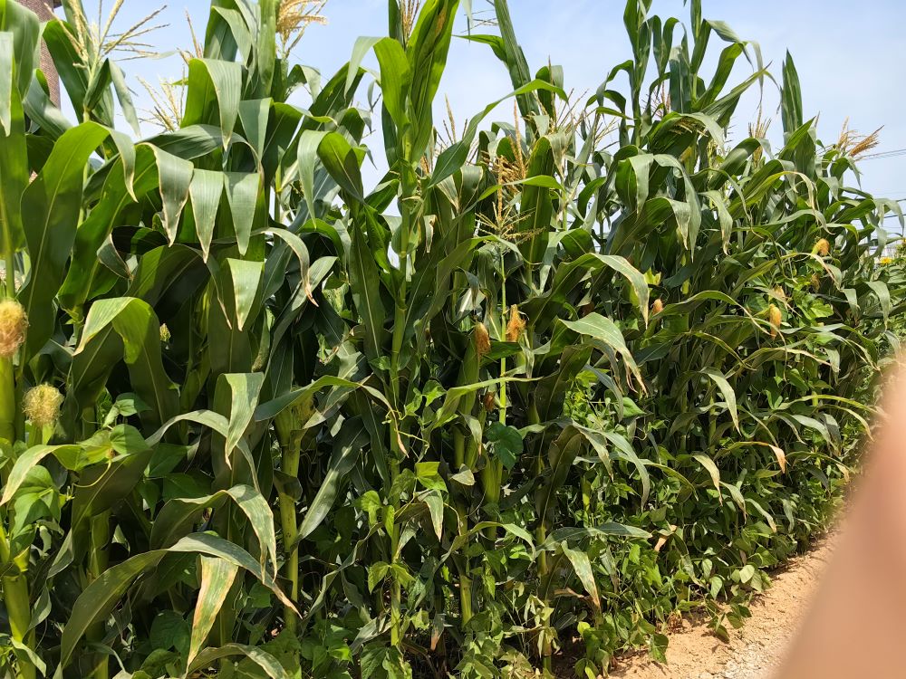 ɽ|W(xu)ɣr(nng)飬B(ti)С{(dio)ЈF(tun)ɽʡнֵ(zhn)ïf_չ{(dio)