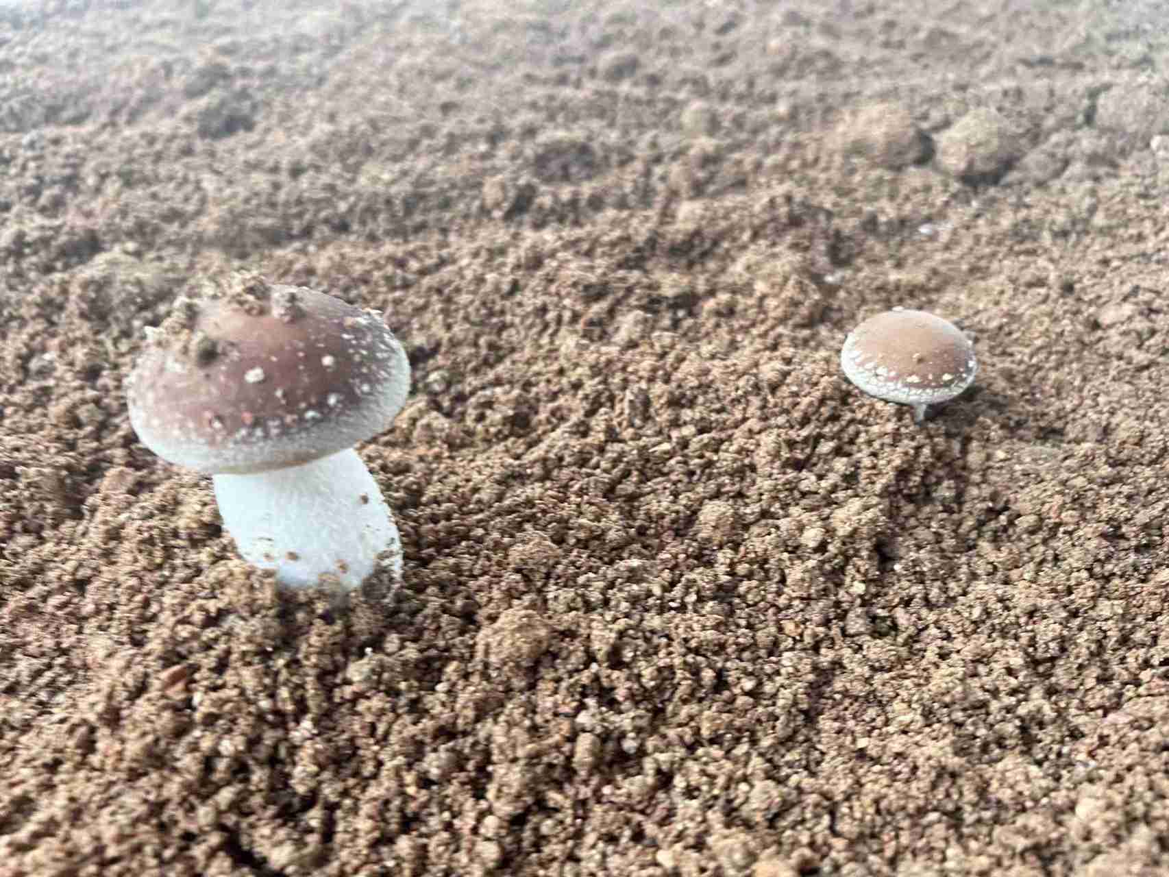 (jng)܌WMϪ壺̽LϺ㹽F(xin)r(nng)I(y)ʾ