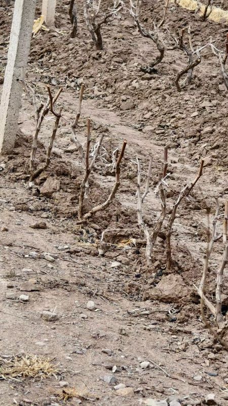 ̌W(xu)Ժr(nng)Ǆ(chung)ЈF(tun)(du)M(jn)Ѯa(chn)I(y)(sh){(dio)