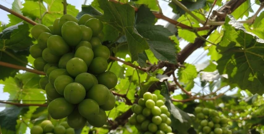 ؔ(ci)W(xu)(hu)(sh)`ഺ(sh)`̽r(nng)·ƼxLdD