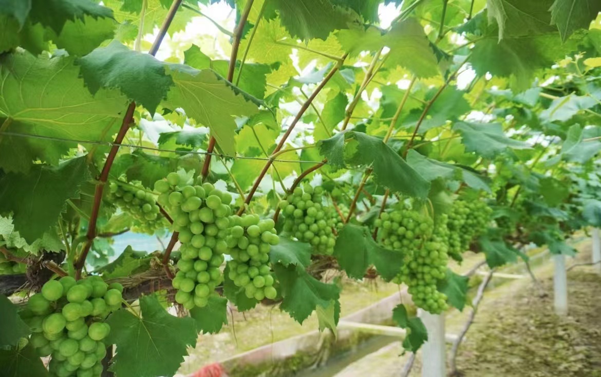 W]lخallչ`F̽LϷд