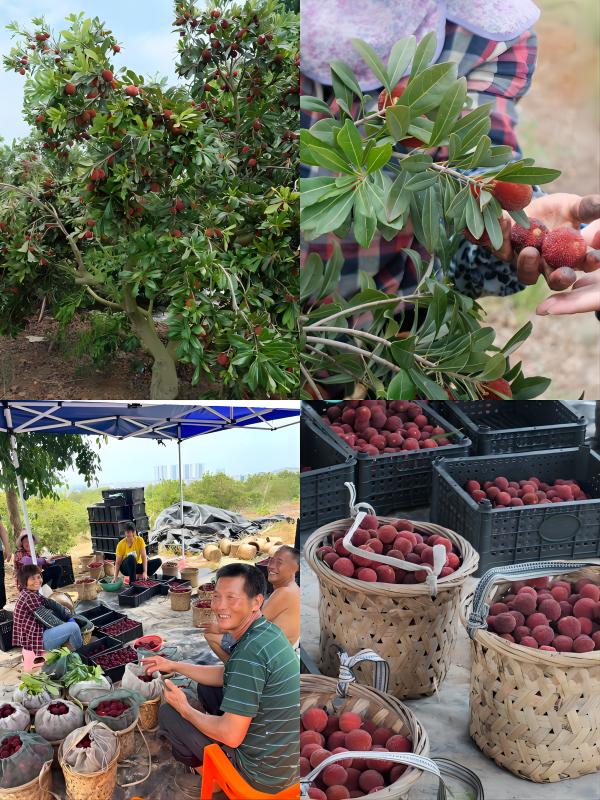 BTWȫԸ÷⡱`ꠣ 쵽÷