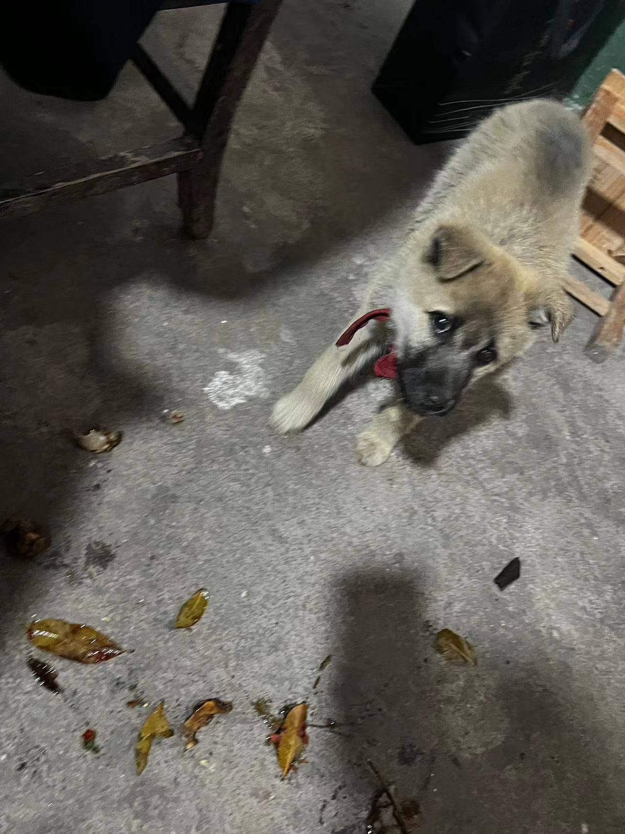 P(gun)(i)˄(dng)ů