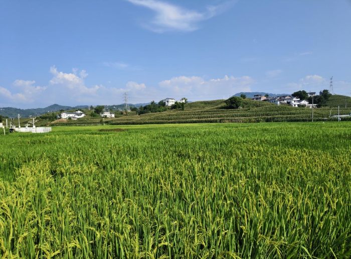 ؑcĿƼWԺ̽r`F{жɴðlչĻ