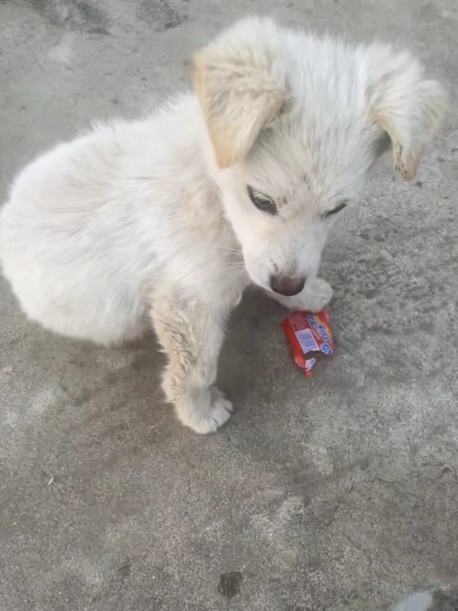 ׌һc(din)c(din)P(gun)(i)