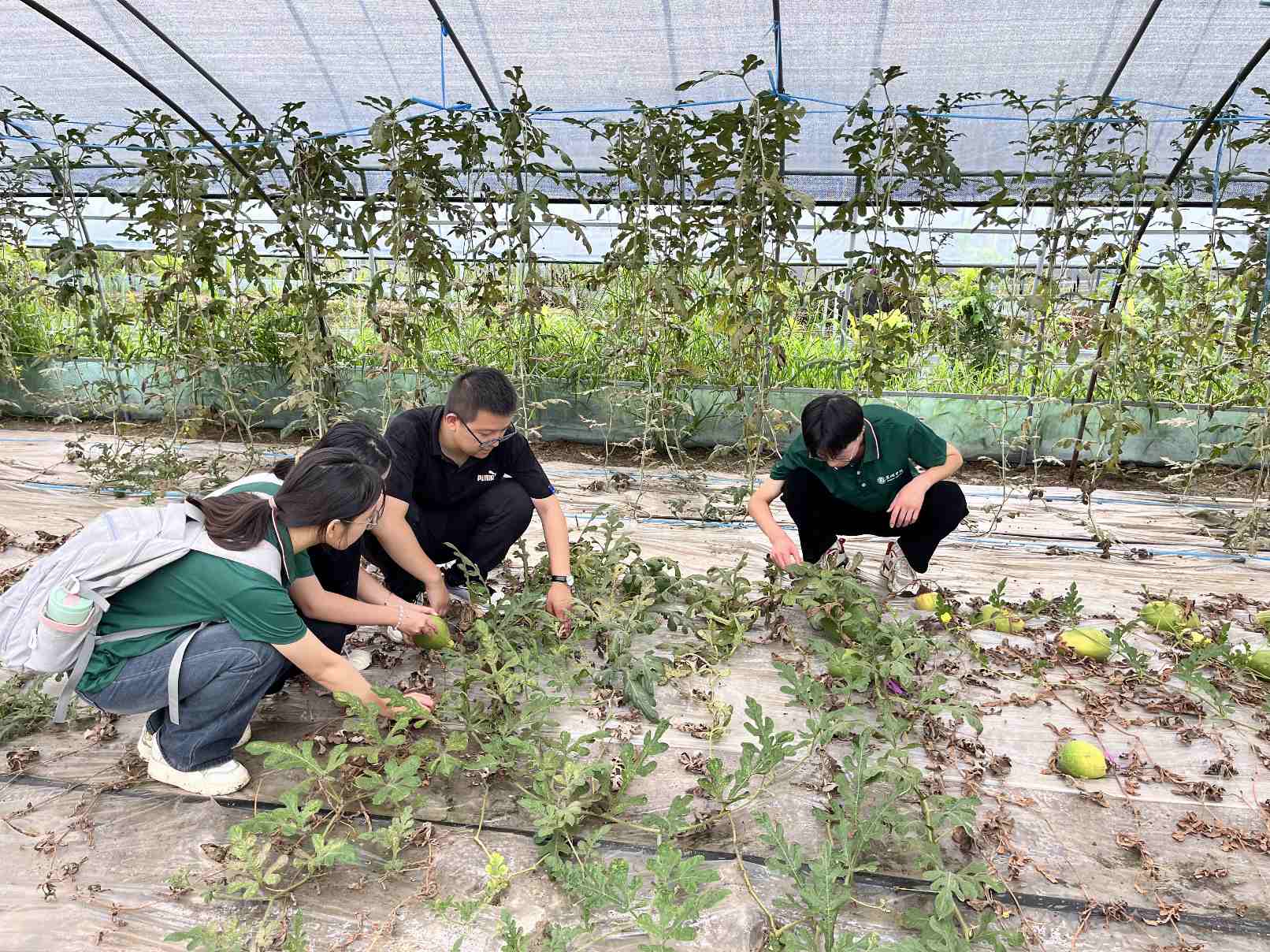 WԺﱡĤĸ{ƏVlrIlչ