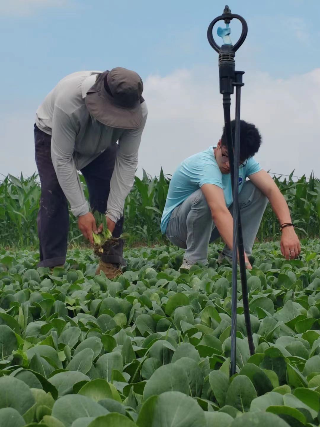 ǽW(xu)ǰ~h_չϷNֲصą^c{(dio)