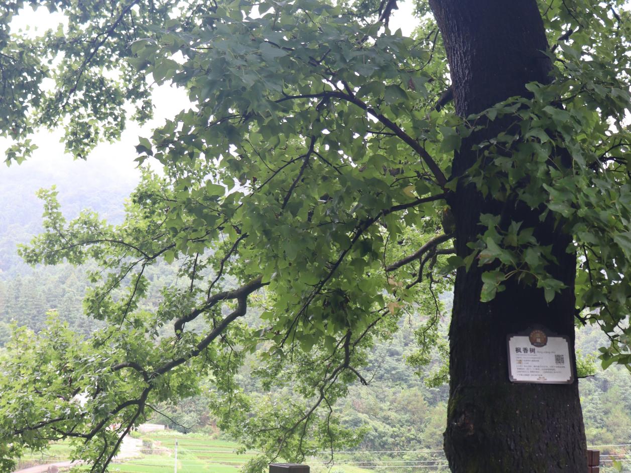 tG̽lNV̌WԺG־Ը꠸ؑcЏVh悻ݐ۴