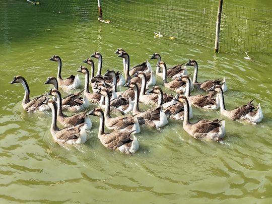 c棺R^čSζ V׌lLͻ꠶ͼZcl