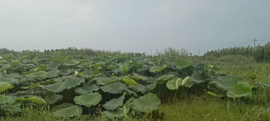 ̽B(ti)dµJϪr(nng)I(y)l(f)չF(xin)cڵĆ}