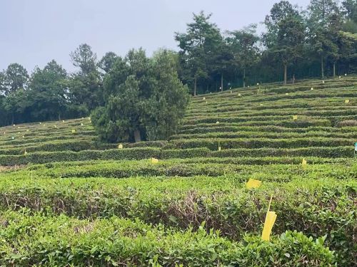 ͥr(nng)ƷɽKɽͥ(zhn)