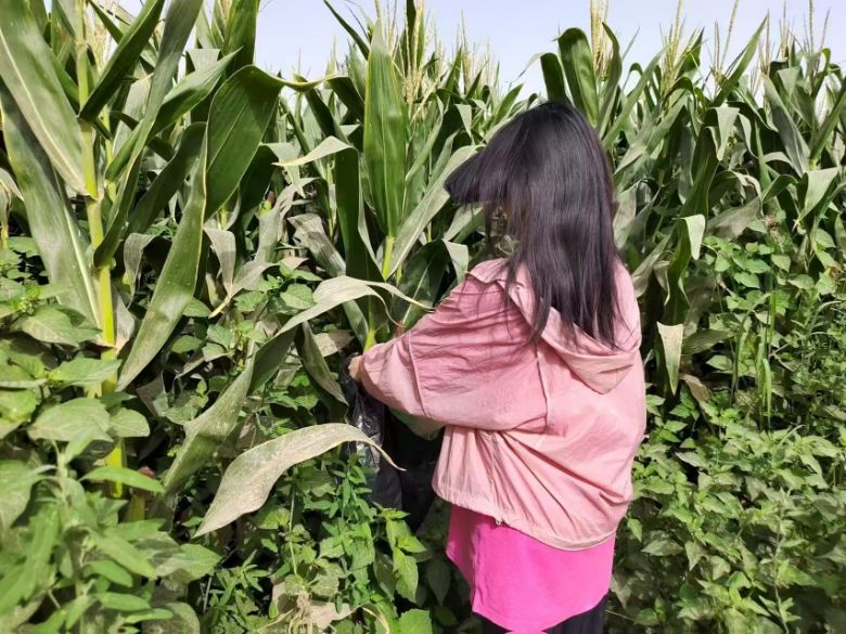 p̼ӾGɫD ½reOͶNֲIԴȾ