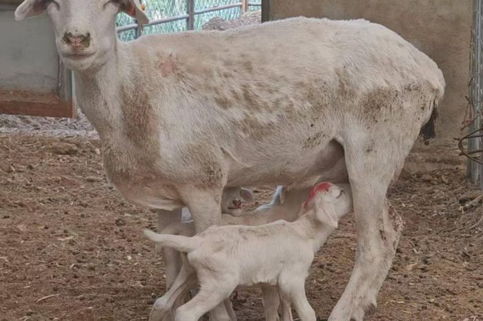 I(y)ǡӳSӡr(nng)ֿƼW(xu)W(xu)ǧԴ̽d