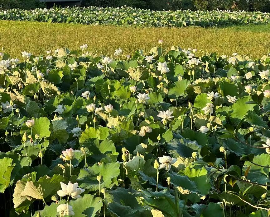 r}ꌍ`MҦ壺۽جFcɏaIlչ