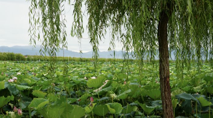  LlrֿƼWFMǹ{ДֵOaI