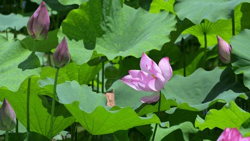 ֌WԺý㡰Ќ`Fɽ^l_չڡl`