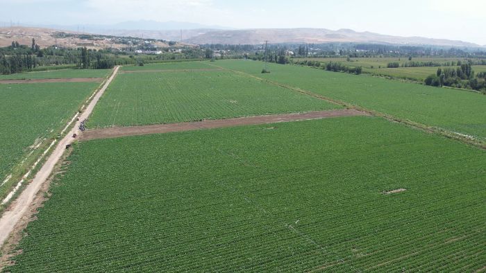 (jng)(j)W(xu)Ժždl(xing)F(tun)(du)ǰ½f(wn)ݷNֲˎķNֲӹ{(dio)