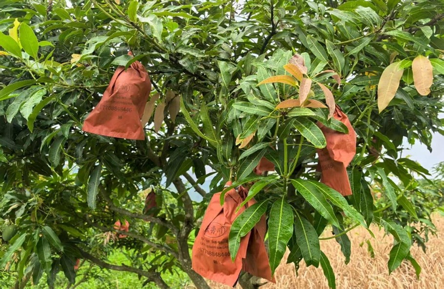 ѭEâl(xing)B(ti){(dio)ОPLl(xing)d®