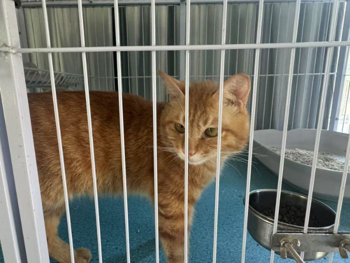 toЌWģӰ񌤐;ԺWӞëӂcؼ·