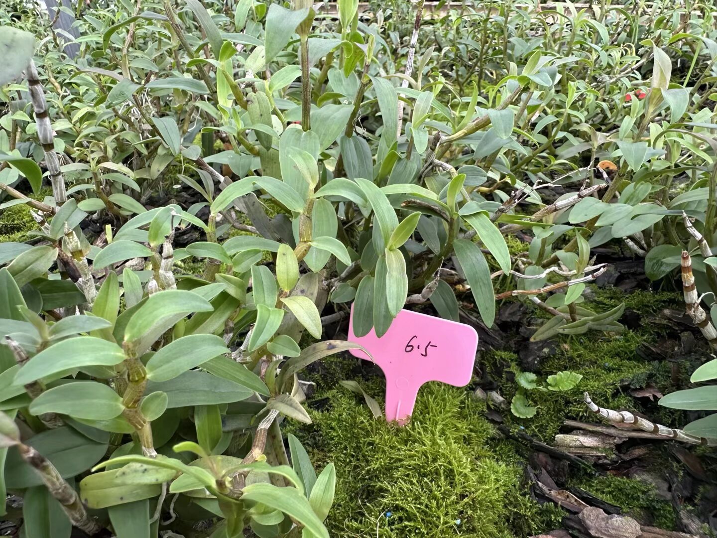 ̽ɲ期 ؔr朡F꠽կУˎărֵytˎF֮·