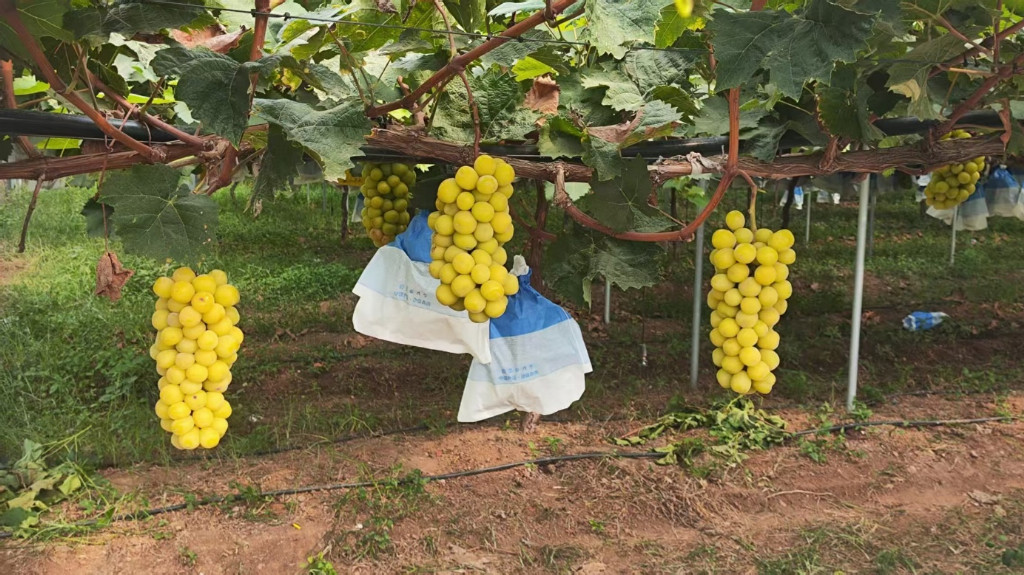 SӞDƼP̽dNFCҕlƼ̽סl(xing)d·`F(tun)