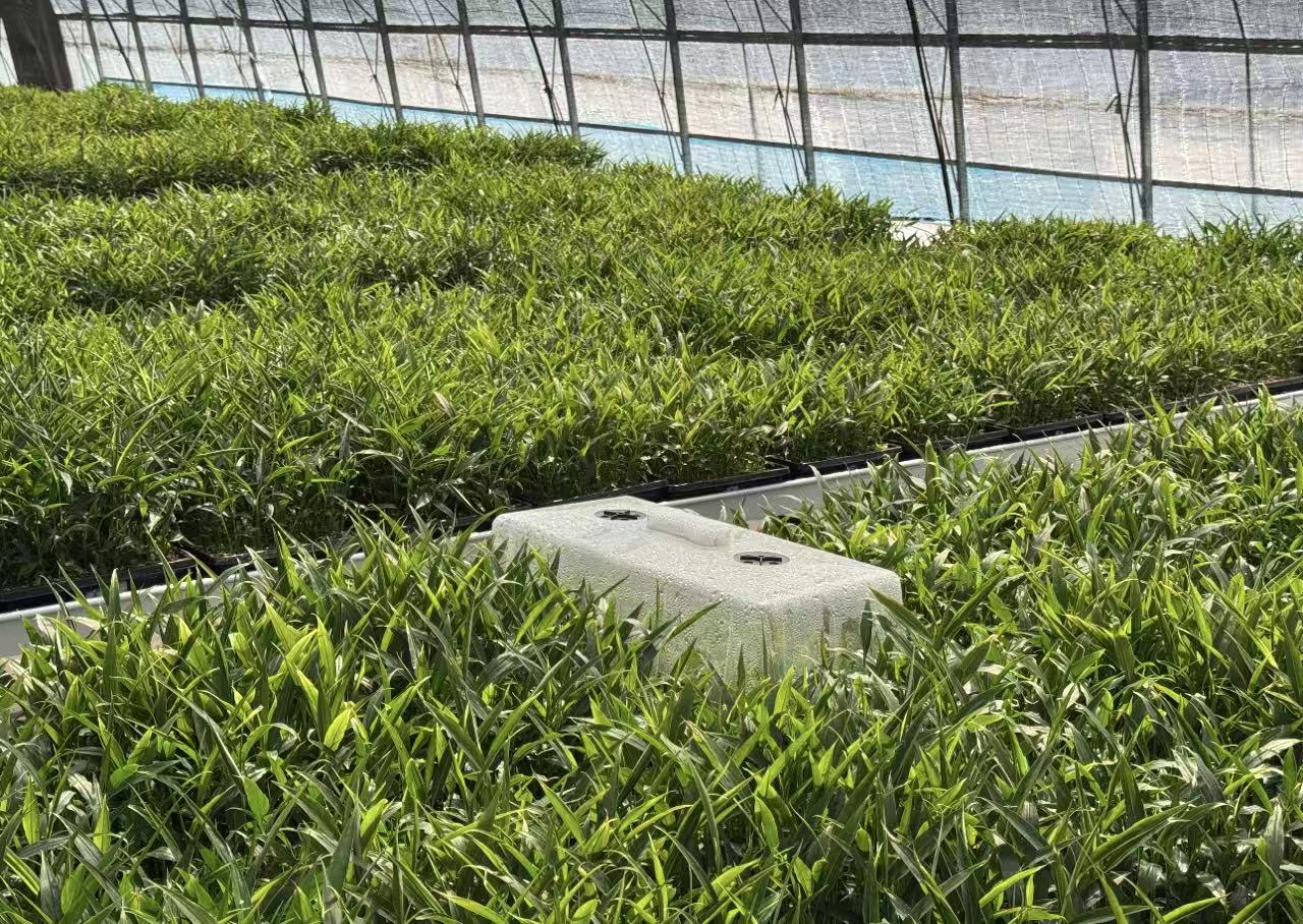 ƴ󡰼dSFꠡL뼈ඒw