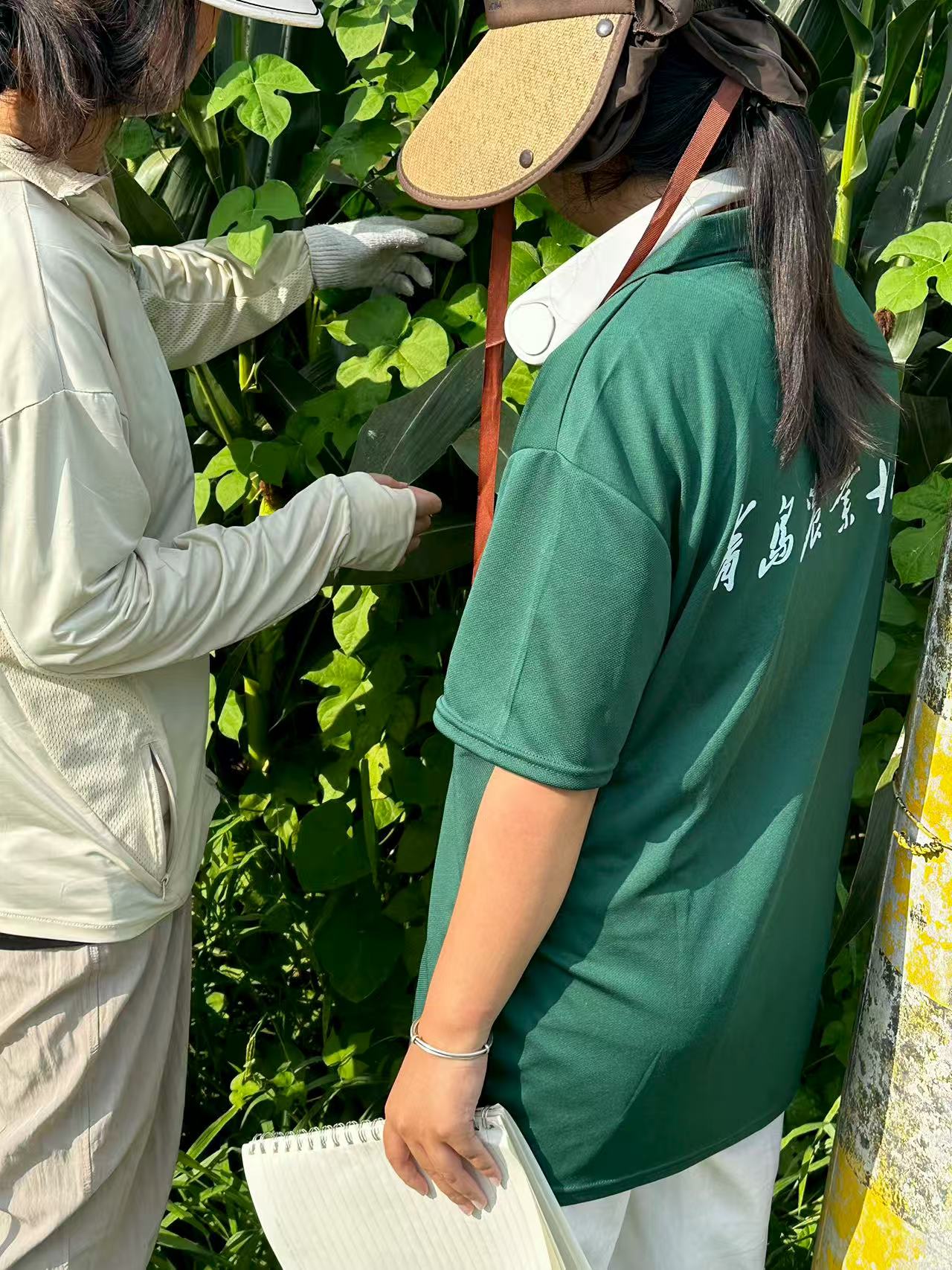 W`F׵ ̽زݘI(y)sݹ֮